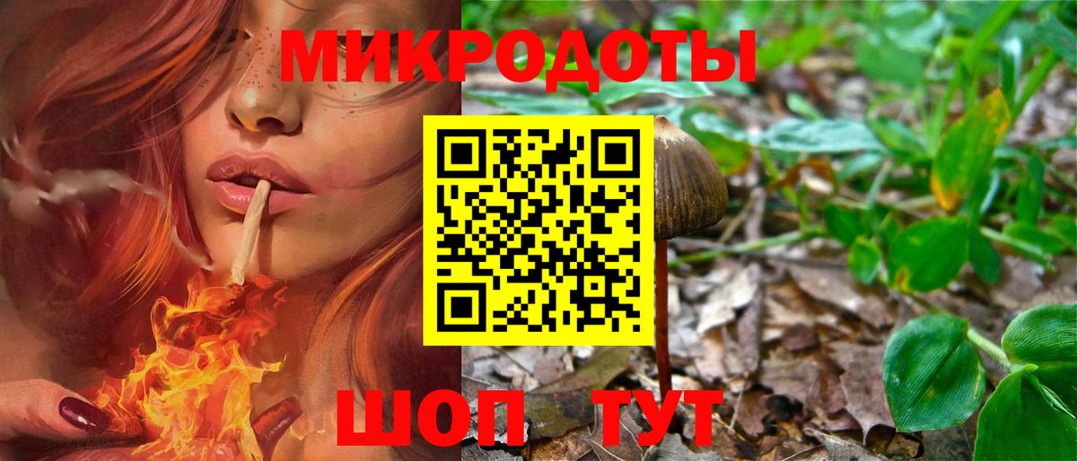 Псилоцибиновые грибы Psilocybe Новодвинск